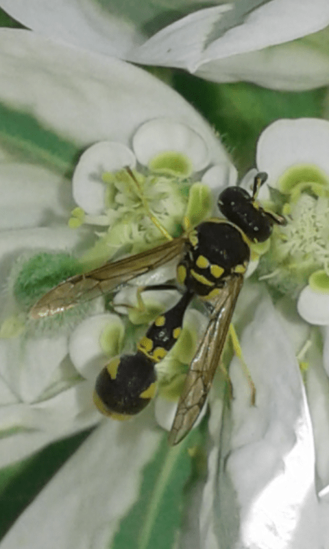 Vespidae Eumeninae : Eumenes mediterraneus maschio?  S